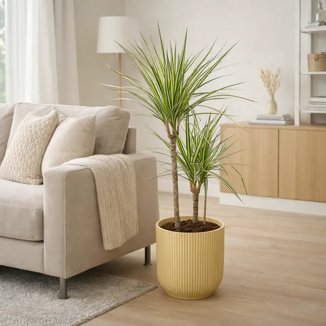 Dracaena Marginata Sunray (Pot Size 17cm) The Striped Stunner - image 1