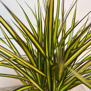 Dracaena Marginata Sunray (Pot Size 17cm) The Striped Stunner - image 2