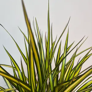 Dracaena Marginata Sunray (Pot Size 17cm) The Striped Stunner - image 3