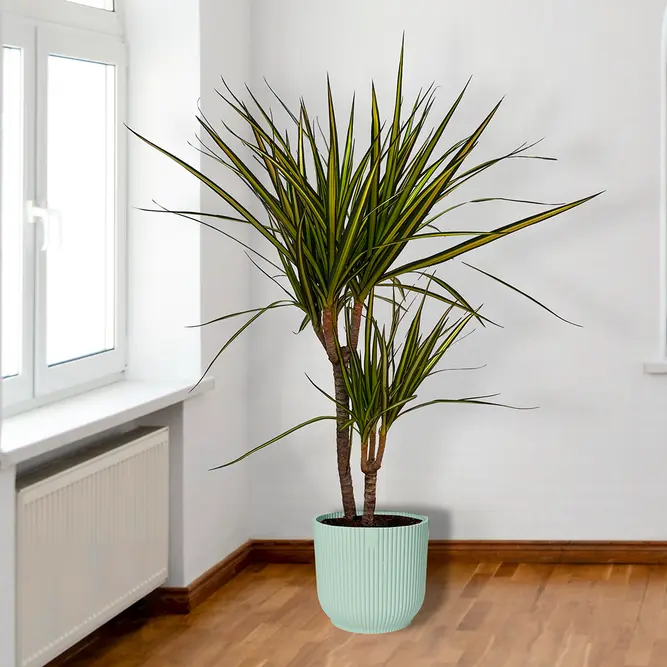 Dracaena Marginata Sunray (Pot Size 17cm) The Striped Stunner - image 1