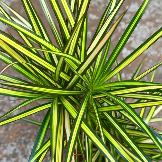 Dracaena Marginata Sunray (Pot Size 17cm) The Striped Stunner - image 2