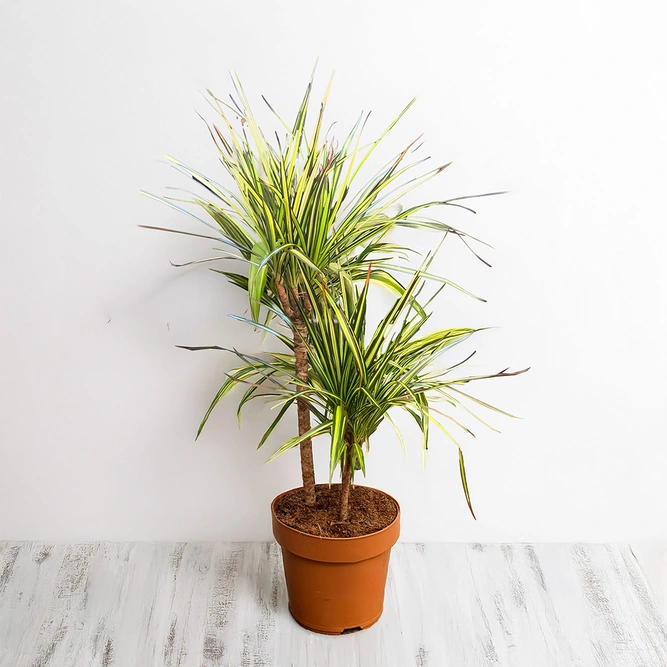 Dracaena Marginata Sunray (Pot Size 17cm) The Striped Stunner - image 3