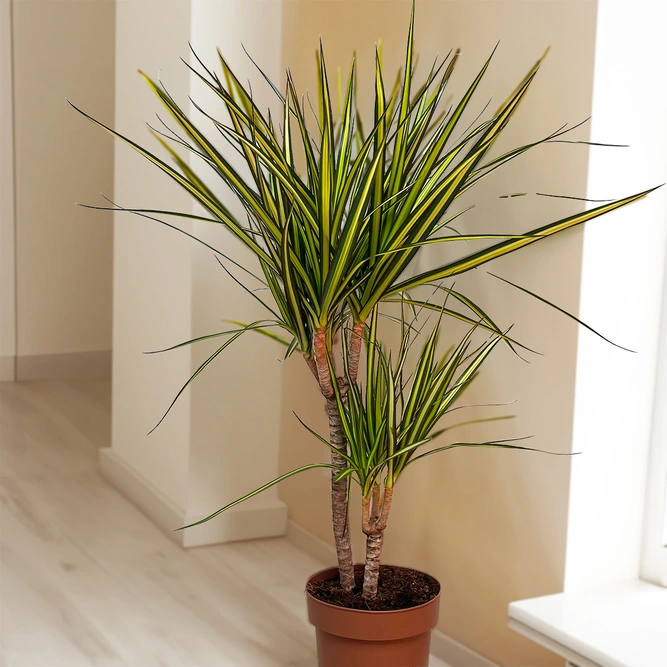 Dracaena Marginata Sunray (Pot Size 21cm) The Striped Stunner - image 4