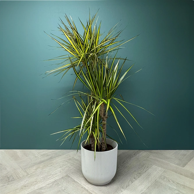 Dracaena Marginata Sunray (Pot Size 21cm) The Striped Stunner - image 2