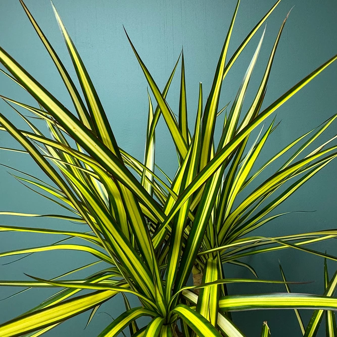 Dracaena Marginata Sunray (Pot Size 21cm) The Striped Stunner - image 3