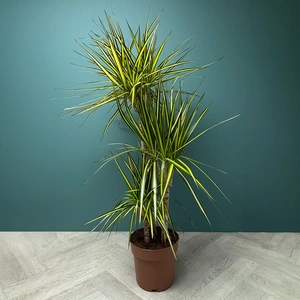 Dracaena Marginata Sunray (Pot Size 21cm) The Striped Stunner - image 1