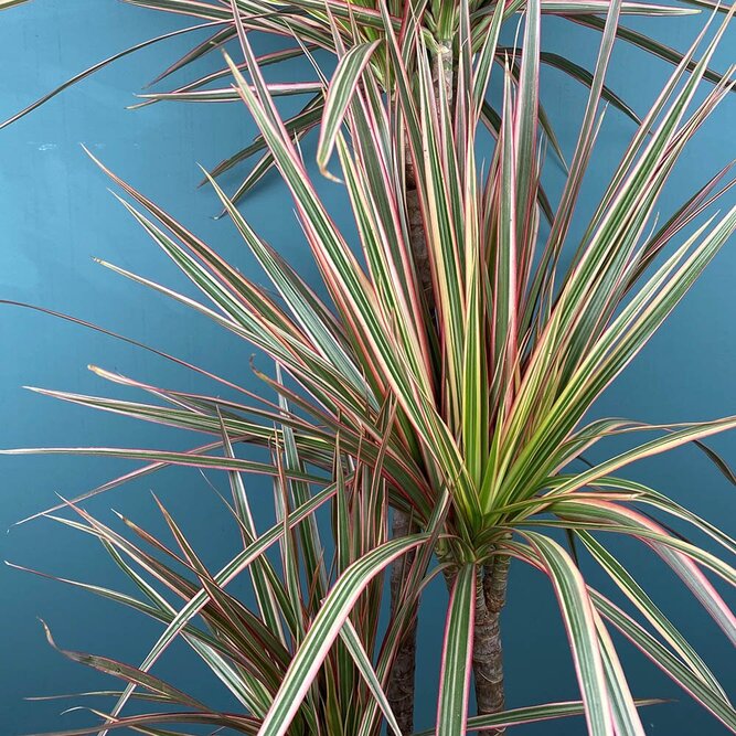 Dracaena marginata 'Tricolor' (Pot Size 21cm) Approx Height 120cm - image 2