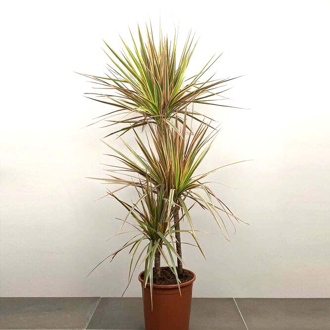 Dracaena marginata 'Tricolor' (Pot Size 21cm) Approx Height 120cm - image 1