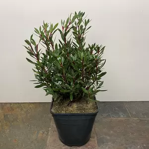 Drimys aromatica 'Femelle' (Pot Size 4L) - Mountain pepper - image 2