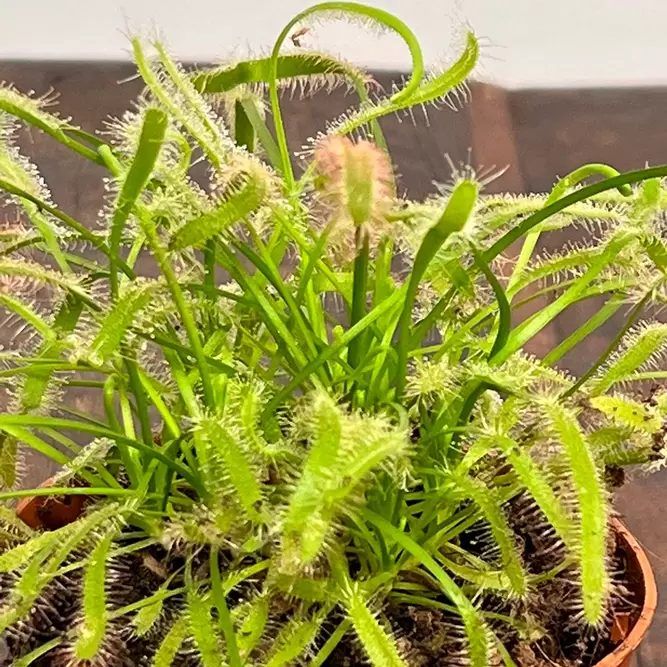 Drosera capensis 'Alba' (Pot Size 8.5cm) Cape sundew - image 2