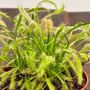 Drosera capensis 'Alba' (Pot Size 8.5cm) Cape sundew - image 2