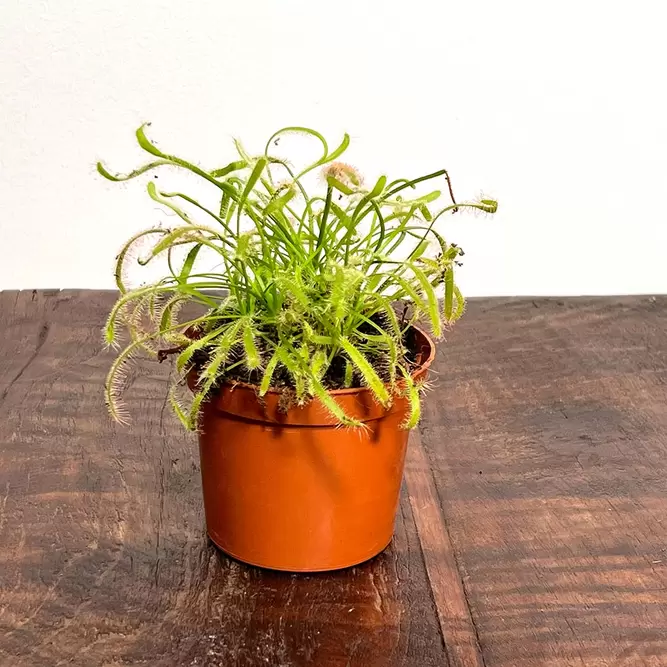 Drosera capensis 'Alba' (Pot Size 8.5cm) Cape sundew - image 3