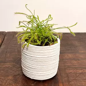 Drosera capensis 'Alba' (Pot Size 8.5cm) Cape sundew - image 1