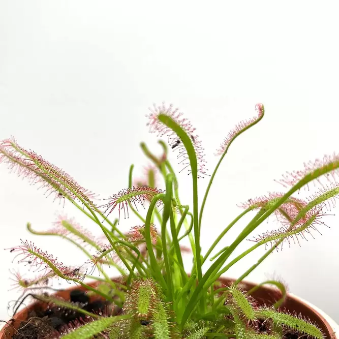 Drosera capensis (Pot Size 8.5cm) The Cape sundew - image 1