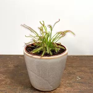 Drosera capensis (Pot Size 9cm) The Cape sundew - image 2