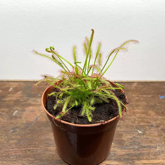 Drosera capensis (Pot Size 9cm) The Cape sundew - image 3