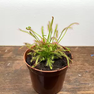 Drosera capensis (Pot Size 9cm) The Cape sundew - image 3