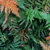 Dryopteris
