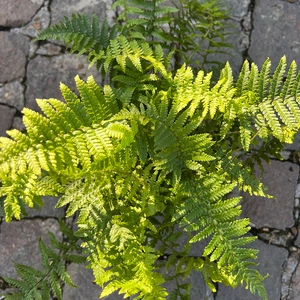 Dryopteris affinis 'Crispa' (11cm) Curled Male Fern - image 2