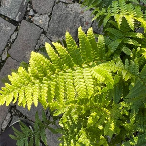 Dryopteris affinis 'Crispa' (11cm) Curled Male Fern - image 1