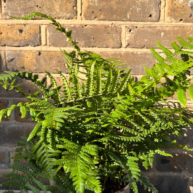 Dryopteris affinis (Pot Size 2L) scaly male fern - image 2