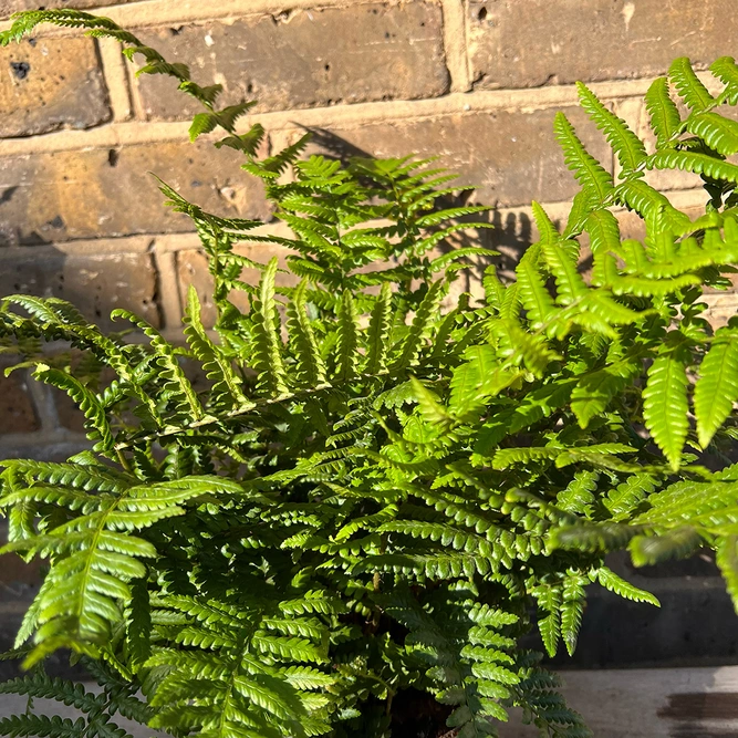 Dryopteris affinis (Pot Size 2L) scaly male fern - image 3