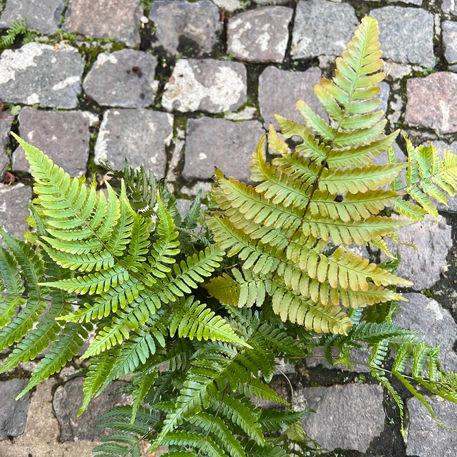 Dryopteris erythrosora 'Brilliance' (Pot Size 11cm) Autumn Fern