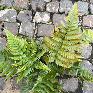 Dryopteris erythrosora 'Brilliance' - Autumn Fern