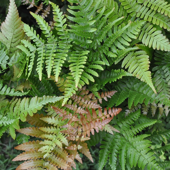 Dryopteris Erythrosora (Pot Size 2ltr) Copper Shield Fern