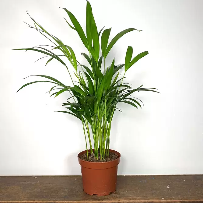 Dypsis lutescens (Pot Size 10.5cm) Areca palm - image 1