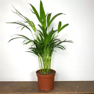 Dypsis lutescens (Pot Size 10.5cm) Areca palm - image 1
