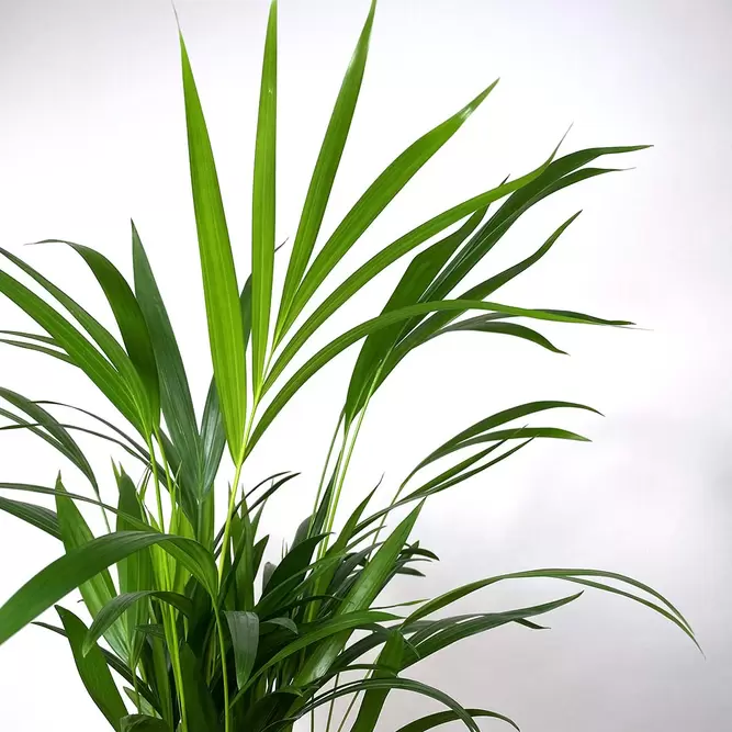 Dypsis lutescens (Pot Size 10.5cm) Areca palm - image 2