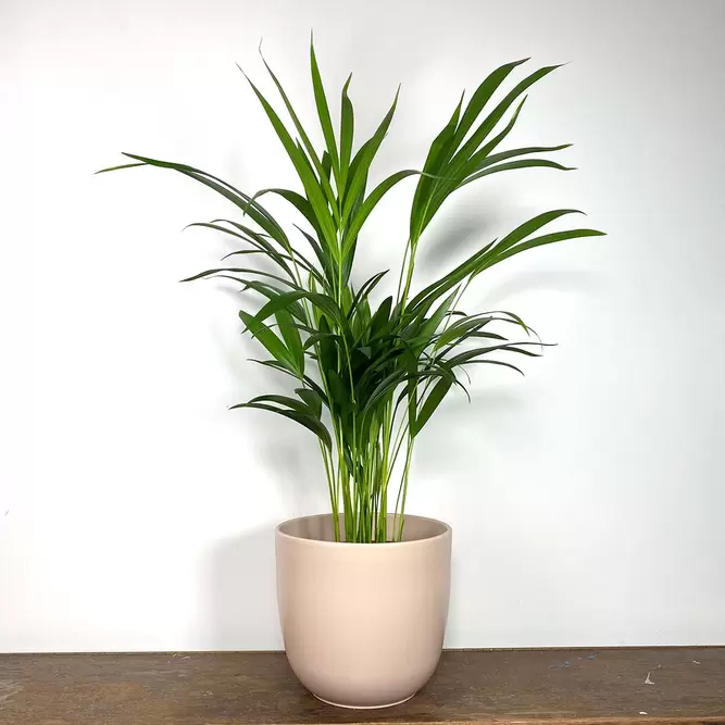 Dypsis lutescens (Pot Size 10.5cm) Areca palm - image 3