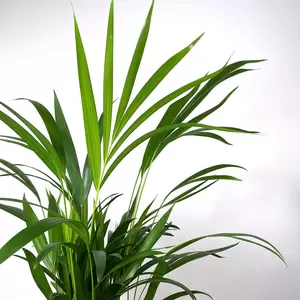 Dypsis lutescens (Pot Size 17cm) Areca palm - image 2