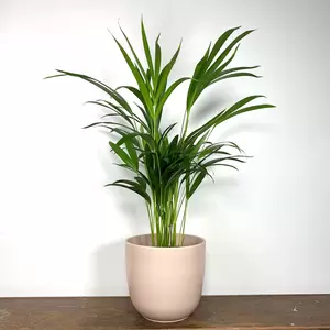 Dypsis lutescens (Pot Size 17cm) Areca palm - image 1