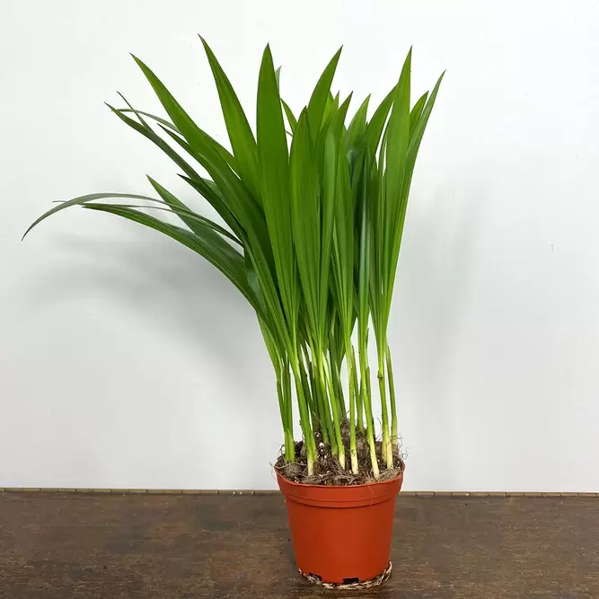 Dypsis lutescens (Pot Size 7cm) Areca palm - image 1