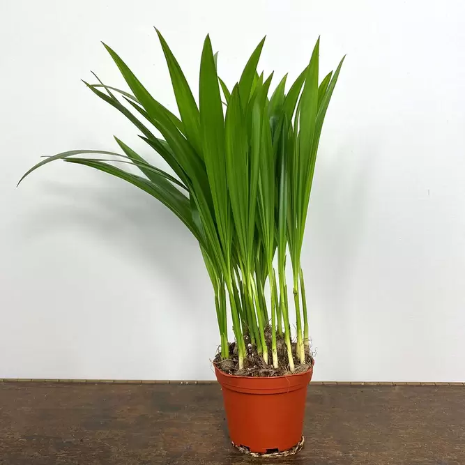 Dypsis lutescens (Pot Size 7cm) Areca palm - image 2