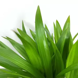 Dypsis lutescens (Pot Size 7cm) Areca palm - image 2