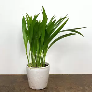 Dypsis lutescens (Pot Size 7cm) Areca palm - image 1