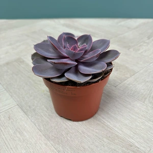 Echeveria 4 Succulent Blue Collection - image 3