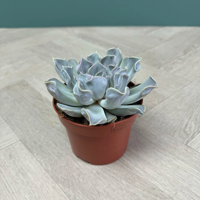 Echeveria 4 Succulent Blue Collection - image 4