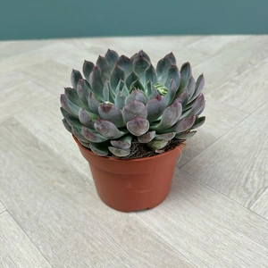 Echeveria 4 Succulent Blue Collection - image 5