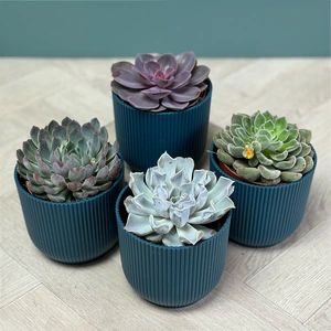 Echeveria 4 Succulent Blue Collection - image 1