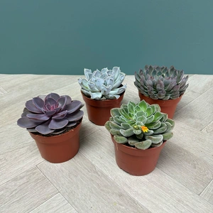 Echeveria 4 Succulent Collection (Pot Sizes 12cm) - image 2