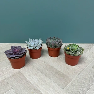 Echeveria 4 Succulent Collection (Pot Sizes 12cm) - image 3