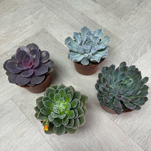 Echeveria 4 Succulent Collection (Pot Sizes 12cm) - image 1