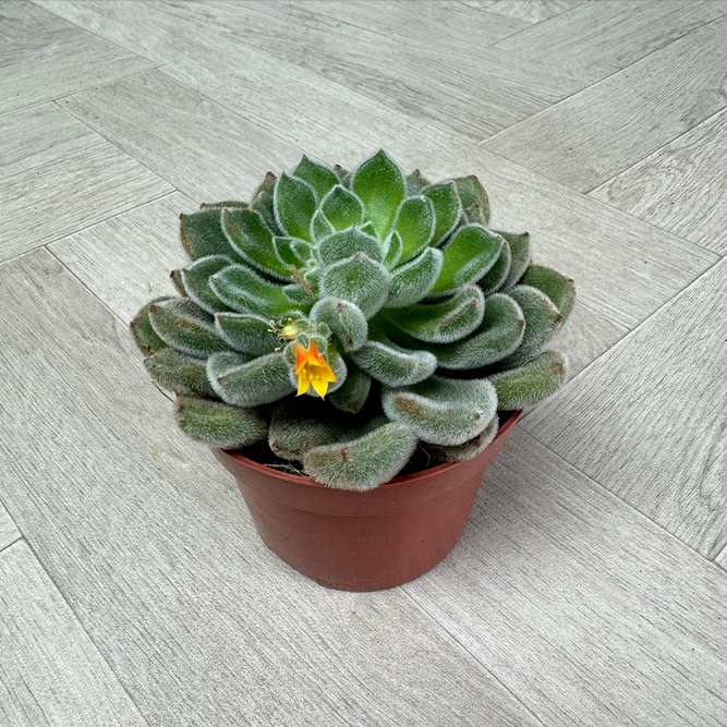 Echeveria 4 Succulent Collection (Pot Sizes 12cm) - image 7