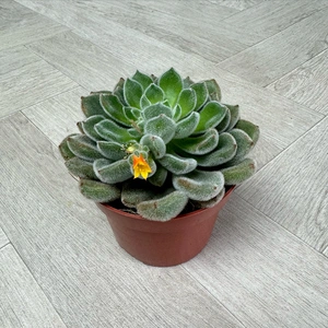 Echeveria 4 Succulent Collection (Pot Sizes 12cm) - image 7