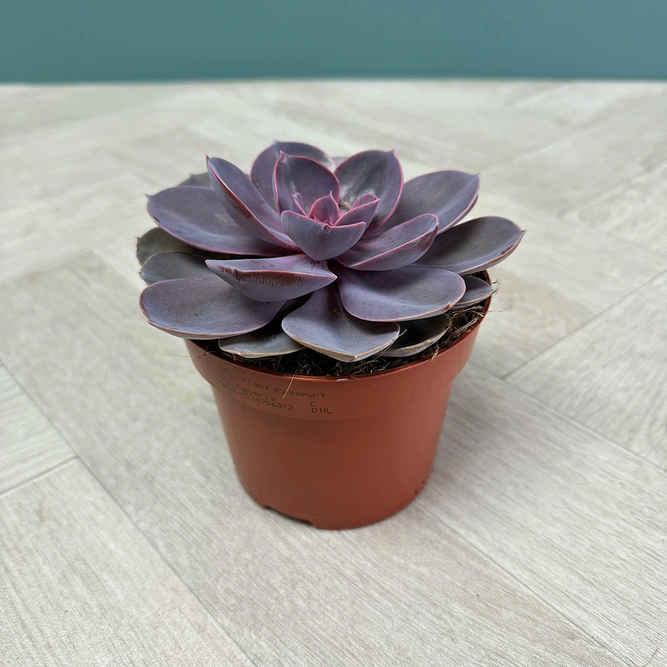 Echeveria 4 Succulent Pink Collection - image 3