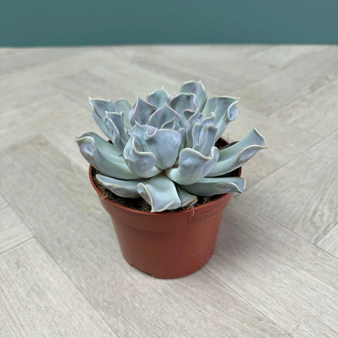 Echeveria 4 Succulent Pink Collection - image 4
